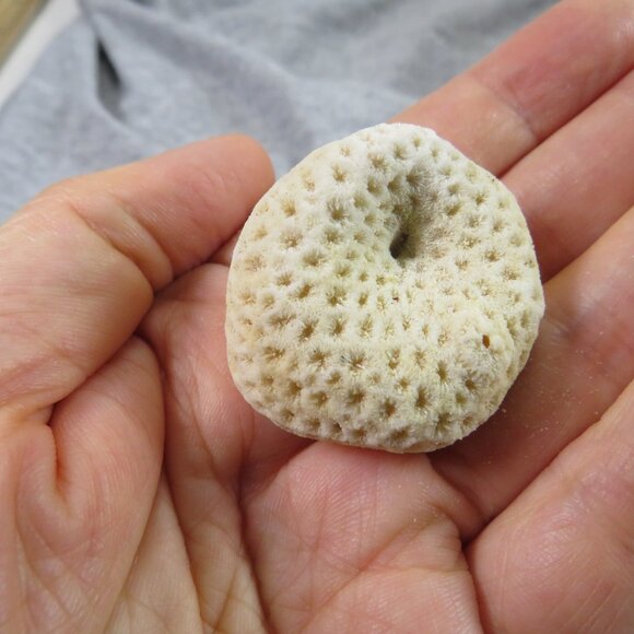 REAL Sea Shells in a Glass Square Vase and sand #5 - Picture 6 of 9